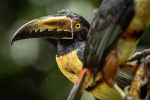Costa-Rica-Collared-Aracari-2026_M2A2904-1 Costa-Rica-Collared-Aracari-2026_M2A2904-1