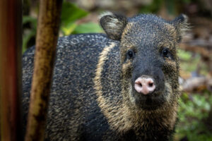 Costa-Rica-Collared-Peccary-2026_M2A3086-1 Costa-Rica-Collared-Peccary-2026_M2A3086-1