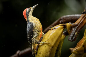 Costa-Rica-Golden-Naped-Woodpecker-2026_M2A8582-1 Costa-Rica-Golden-Naped-Woodpecker-2026_M2A8582-1