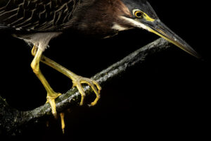 Costa-Rica-Green-Heron-2026_M2A3038-1 Costa-Rica-Green-Heron-2026_M2A3038-1