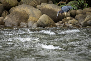 Costa-Rica-Little-Blue-Heron-2026_M2A4028-1 Costa-Rica-Little-Blue-Heron-2026_M2A4028-1