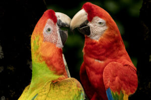 Costa-Rica-Macaws_2026_M2A9964-1