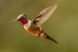 Costa-Rica-Magenta-Throated-Woodstar-2026_M2A4338-1 Costa-Rica-Magenta-Throated-Woodstar-2026_M2A4338-1