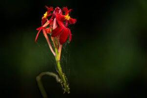 Costa-Rica-Orchid-2026_M2A0858-1 Costa-Rica-Orchid-2026_M2A0858-1