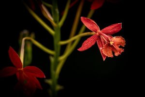 Costa-Rica-Orchid-2026_M2A0875-1 Costa-Rica-Orchid-2026_M2A0875-1