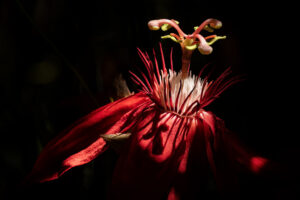 Costa-Rica-Orchid-2026_M2A1233-1 Costa-Rica-Orchid-2026_M2A1233-1