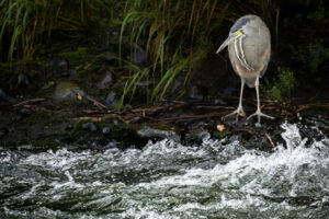 Costa-Rica-Tiger-Heron-2026_M2A4369-1 Costa-Rica-Tiger-Heron-2026_M2A4369-1