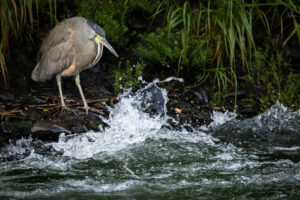 Costa-Rica-Tiger-Heron-2026_M2A4543-1 Costa-Rica-Tiger-Heron-2026_M2A4543-1