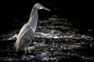 Costa-Rica-Tiger-Heron-2026_M2A7212 Costa-Rica-Tiger-Heron-2026_M2A7212