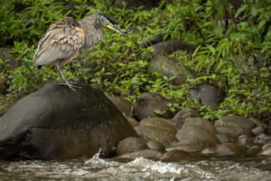 Costa-Rica-Tiger-Heron-2026_M2A8147-1 Costa-Rica-Tiger-Heron-2026_M2A8147-1