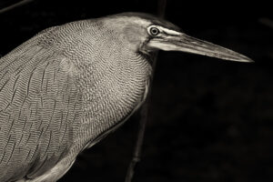 Costa-Rica-Tiger-Heron-2026_M2A8399-Toned Costa-Rica-Tiger-Heron-2026_M2A8399-Toned