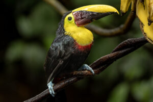 Costa-Rica-Yellow-Throated-Toucan-2026_M2A3313-1