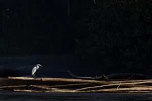 Ecuador-2024_Great-Egret-M2A7148-Enhanced-NR-1 Ecuador-2024_Great-Egret-M2A7148-Enhanced-NR-1