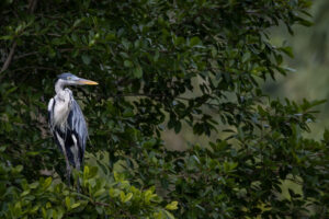 Ecuador-Cocoi-2024_M2A1271-1 Ecuador-Cocoi-2024_M2A1271-1
