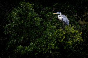Ecuador-Cocoi-Heron-2024_M2A1213-Enhanced-NR-1 Ecuador-Cocoi-Heron-2024_M2A1213-Enhanced-NR-1