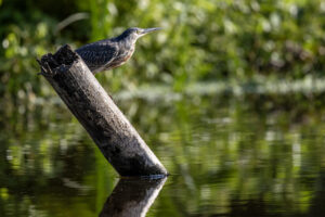 Ecuador-Heron-Striated-2024_M2A3095-1 Ecuador-Heron-Striated-2024_M2A3095-1