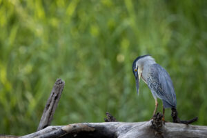 Ecuador-Heron-Striated--2024_M2A4954-Enhanced-NR-1 Ecuador-Heron-Striated--2024_M2A4954-Enhanced-NR-1