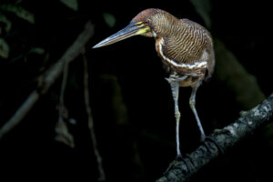 Ecuador-Heron-Tiger_Heron-2024_M2A9785-Enhanced-NR-1 Ecuador-Heron-Tiger_Heron-2024_M2A9785-Enhanced-NR-1