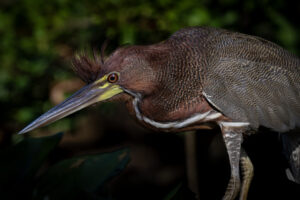 Ecuador-Tiger-Heron-2024_M2A3238-1 Ecuador-Tiger-Heron-2024_M2A3238-1