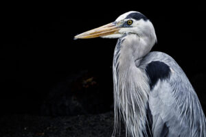 Galapagos-07122022_Y6A2554-1 Galapagos-07122022_Y6A2554-1