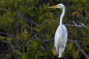 Galapagos-07132022_S1A7029-1 Galapagos-07132022_S1A7029-1