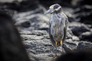 Galapagos-07142022_Y6A8356-1 Galapagos-07142022_Y6A8356-1