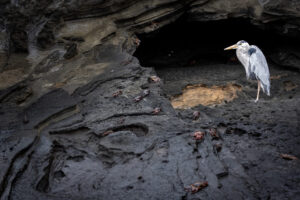 Galapagos-Great-Blue-07122022_Y6A2682-1 Galapagos-Great-Blue-07122022_Y6A2682-1