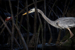 Galapagos-Great-Blue-07122022_Y6A7036-1 Galapagos-Great-Blue-07122022_Y6A7036-1