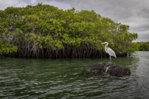 Galapagos-Great-Blue-07182022_S1A0184-1 Galapagos-Great-Blue-07182022_S1A0184-1