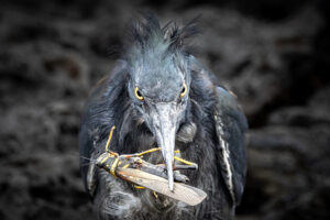 Galapagos-Lava-07202022_Y6A9488-1 Galapagos-Lava-07202022_Y6A9488-1