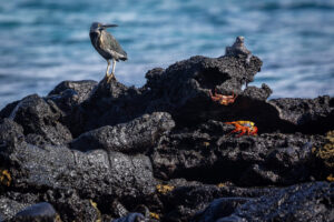 Galapagos-Lava_07192022_Y6A8369-1 Galapagos-Lava_07192022_Y6A8369-1