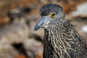 Galapagos-yellow-crowned-juv-07092022_Y6A4648-1 Galapagos-yellow-crowned-juv-07092022_Y6A4648-1