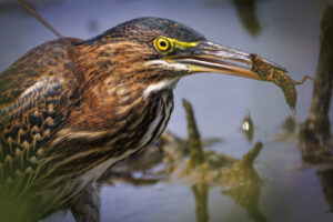 Green-Heron_S1A0767-1 Green-Heron_S1A0767-1