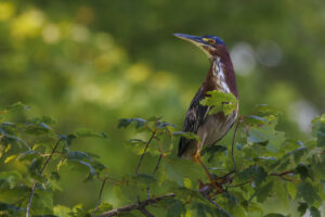 Green-Heron_S1A3541-Enhanced-NR-1 Green-Heron_S1A3541-Enhanced-NR-1