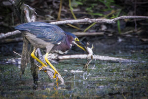Green-Herons_S1A0244-Enhanced-NR-1 Green-Herons_S1A0244-Enhanced-NR-1