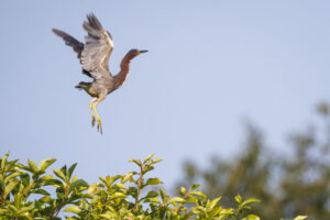 Green_Heron_S1A3591-1 Green_Heron_S1A3591-1