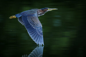Green_heron_M2A4670-1 Green_heron_M2A4670-1