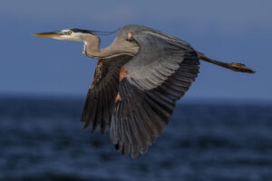 Gulf_Shores-R7-5C7A1139-1 Gulf_Shores-R7-5C7A1139-1