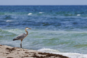 Gulf_Shores_2022_S1A0570-Heron Gulf_Shores_2022_S1A0570-Heron