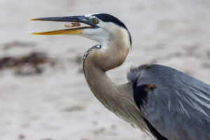 Gulf_Shores_2022_S1A0778-Heron Gulf_Shores_2022_S1A0778-Heron
