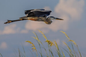 Gulf_Shores_2022_Y6A4617-Heron Gulf_Shores_2022_Y6A4617-Heron
