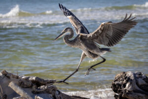 Gulf_Shores_Heron-M2A2954-1 Gulf_Shores_Heron-M2A2954-1
