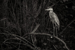 Heron_CentPark_S1A0066-Enhanced-NR-Toned Heron_CentPark_S1A0066-Enhanced-NR-Toned