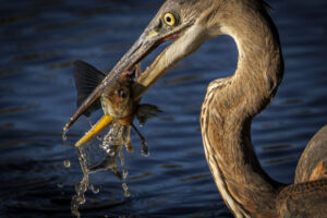 Heron_CentPark_S1A1535-Enhanced-NR-1 Heron_CentPark_S1A1535-Enhanced-NR-1