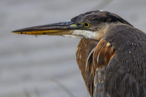 Heron_S1A0405-Enhanced-NR-1 Heron_S1A0405-Enhanced-NR-1