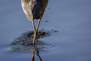 Heron_S1A1115-Enhanced-NR-1 Heron_S1A1115-Enhanced-NR-1