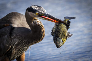 Heron_S1A1954-Enhanced-NR-1 Heron_S1A1954-Enhanced-NR-1