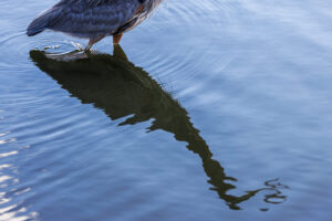 Heron_S1A2114-Enhanced-NR-1 Heron_S1A2114-Enhanced-NR-1