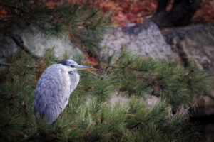 Korea__Gray-Heron-S1A4028-1 Korea__Gray-Heron-S1A4028-1