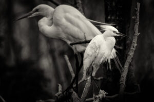 Sanibel-Egrets-5C7A0315-Toned Sanibel-Egrets-5C7A0315-Toned